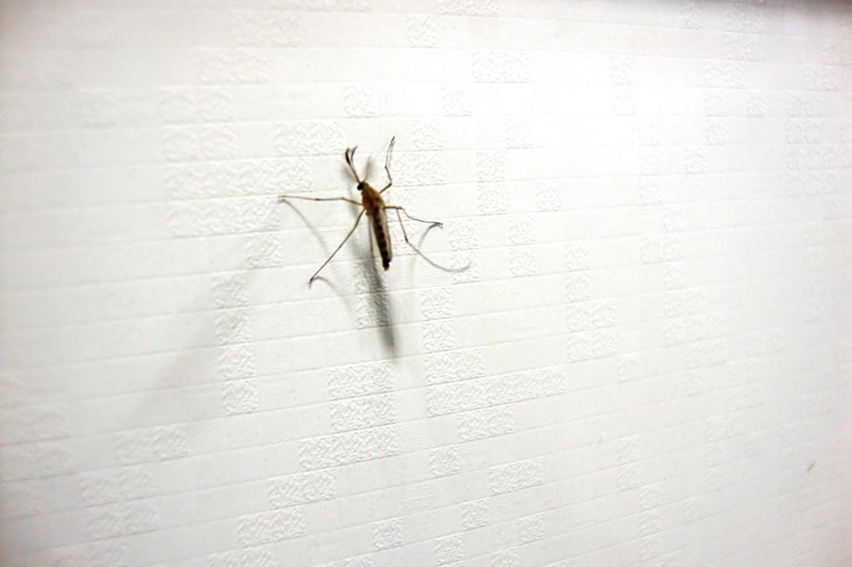 7 Ways to Repel Mosquitos Naturally
